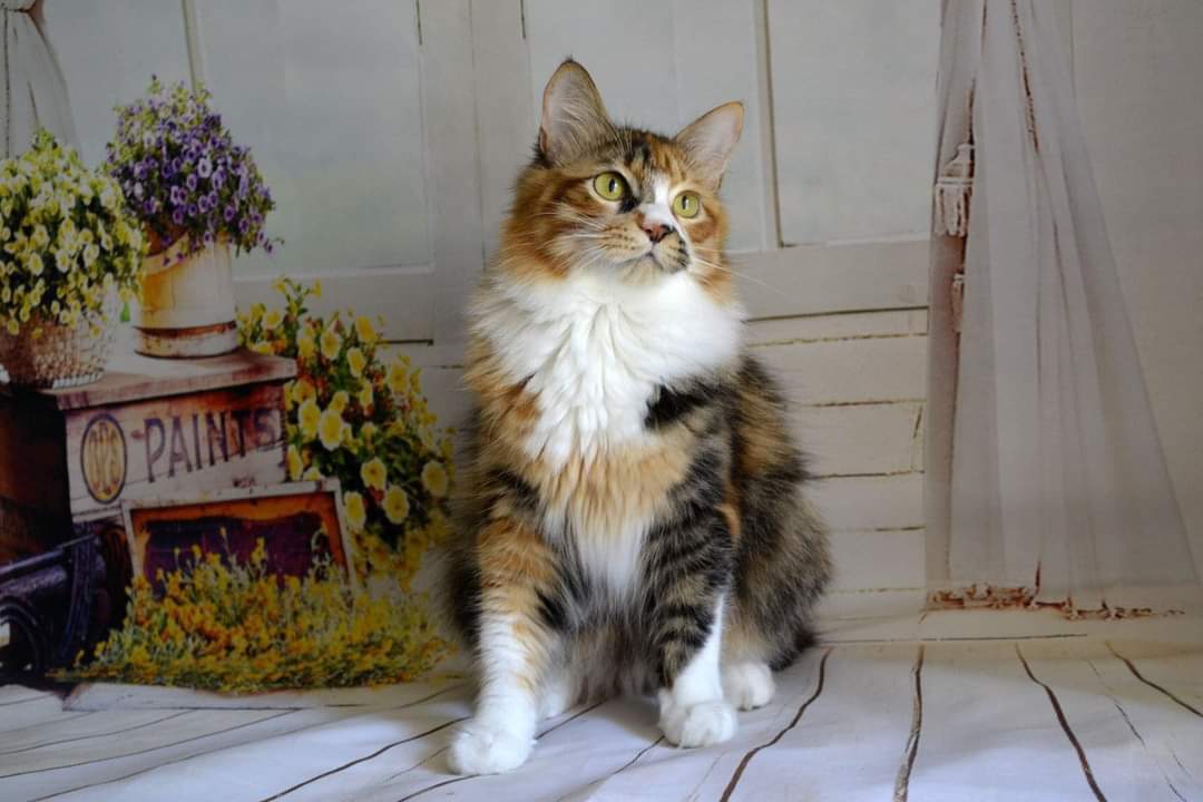 Uljana bobtail*house