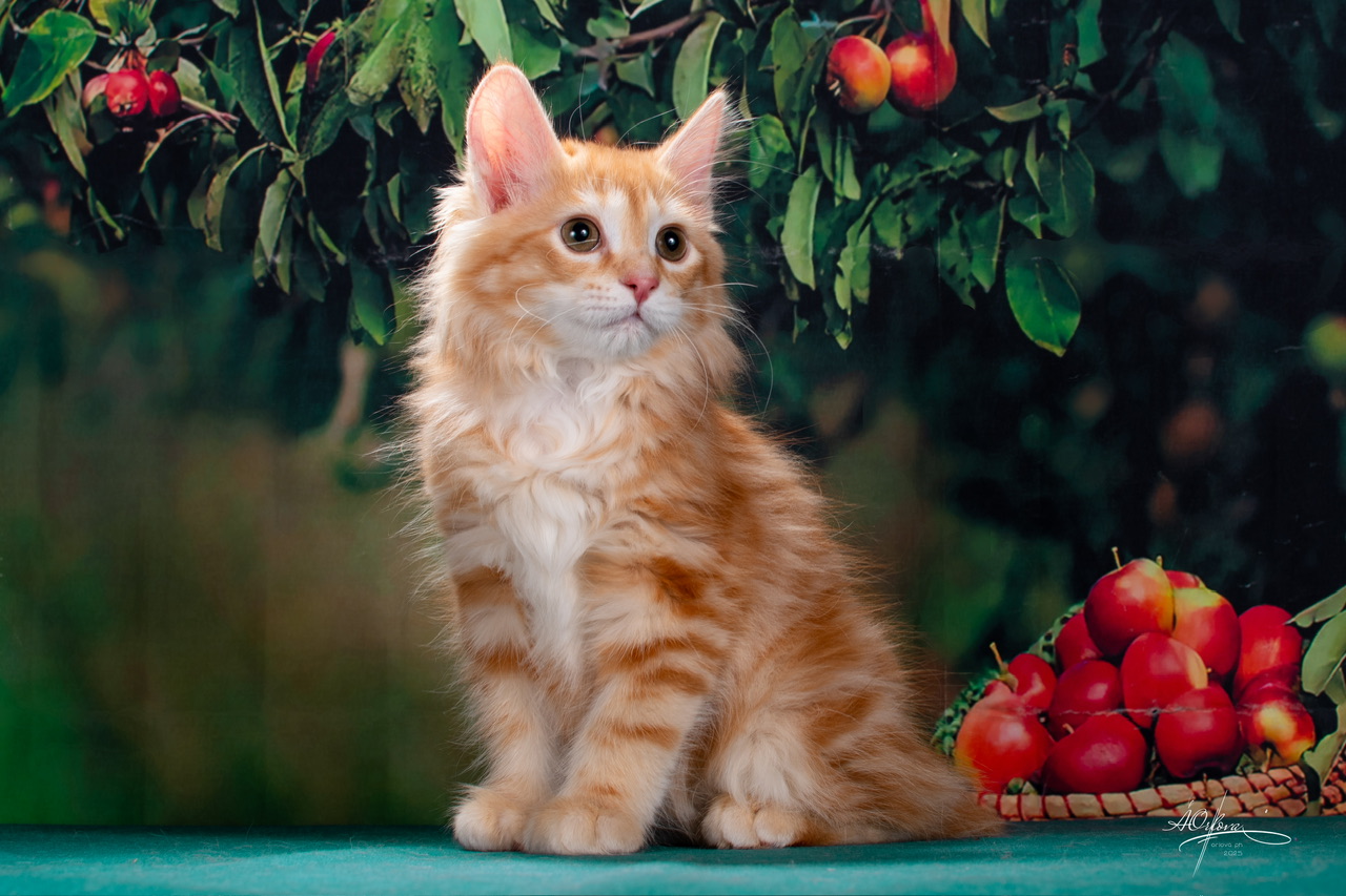 Basil Lion Order of the Phoenix