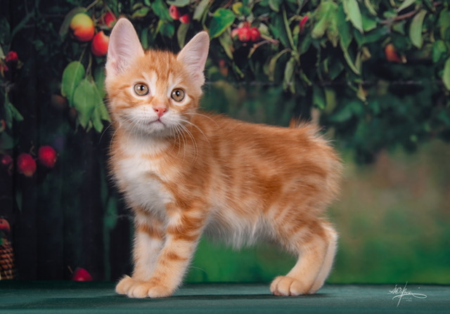 Ferdinand Order of the Phoenix 