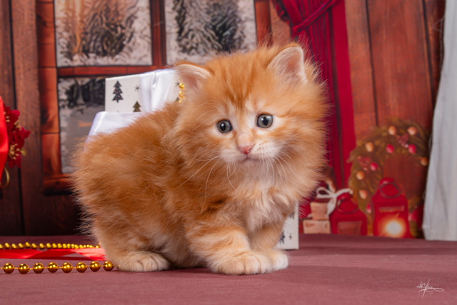 Unikum Order of the Phoenix 