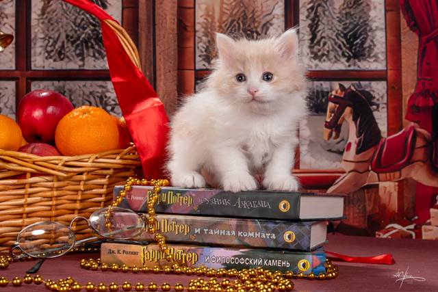 Willy Wonka Order of the Phoenix 