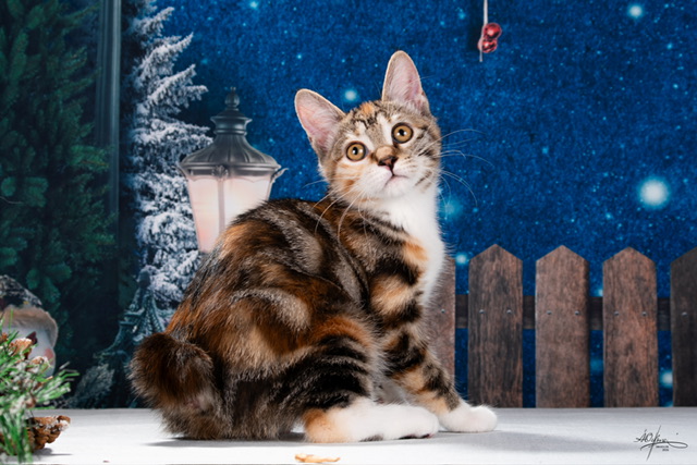  Vecna Order of the Phoenix