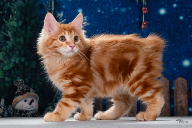 Vincent Order of the Phoenix 