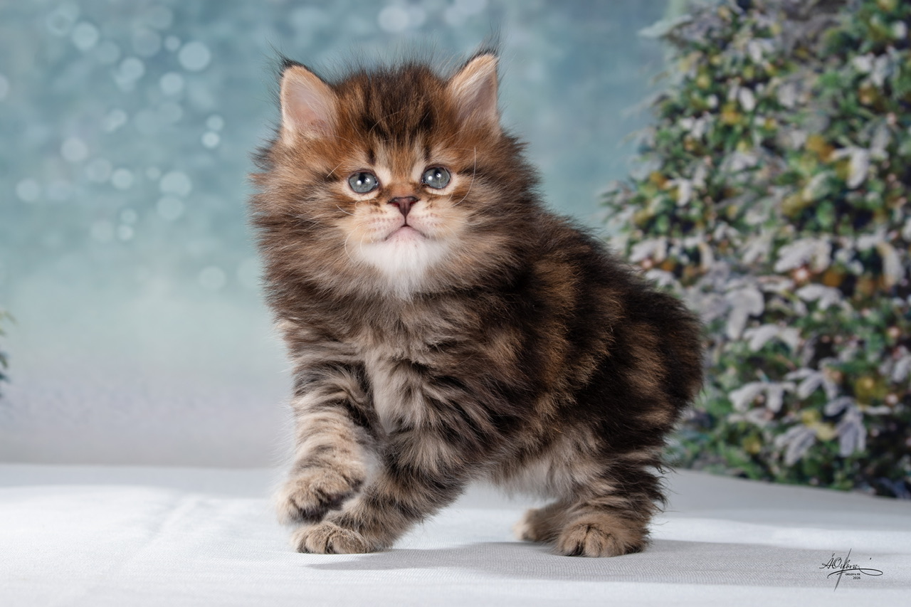 Zuckerberg Order of the Phoenix 