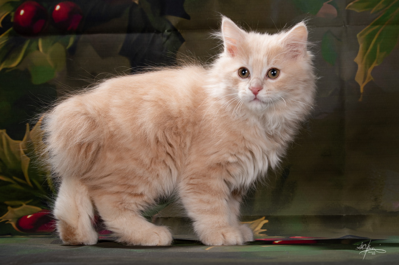 Waffle Order of the Phoenix