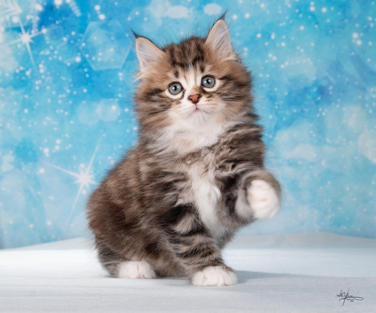 Yamato Order of the Phoenix 