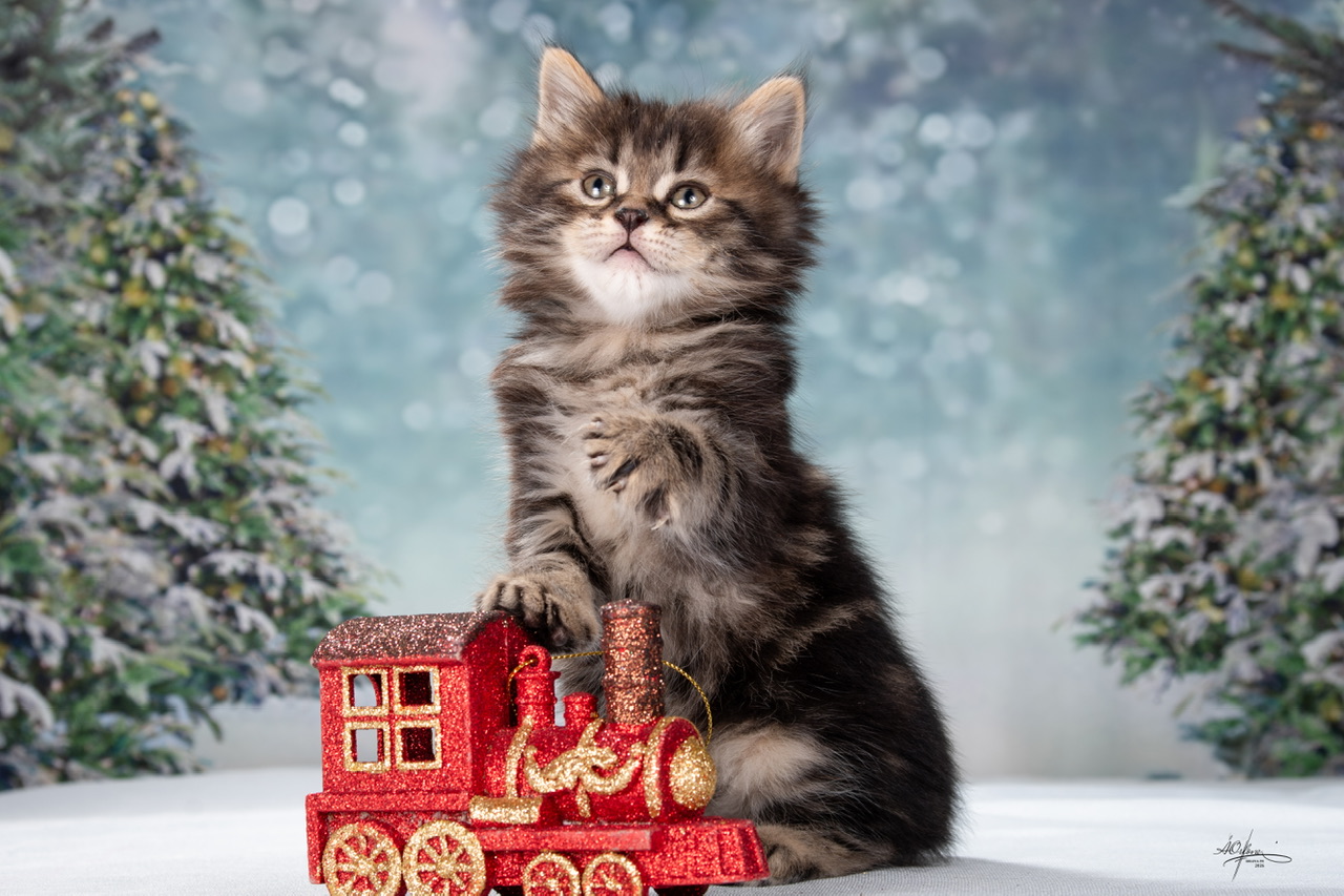 Zenith Order of the Phoenix 