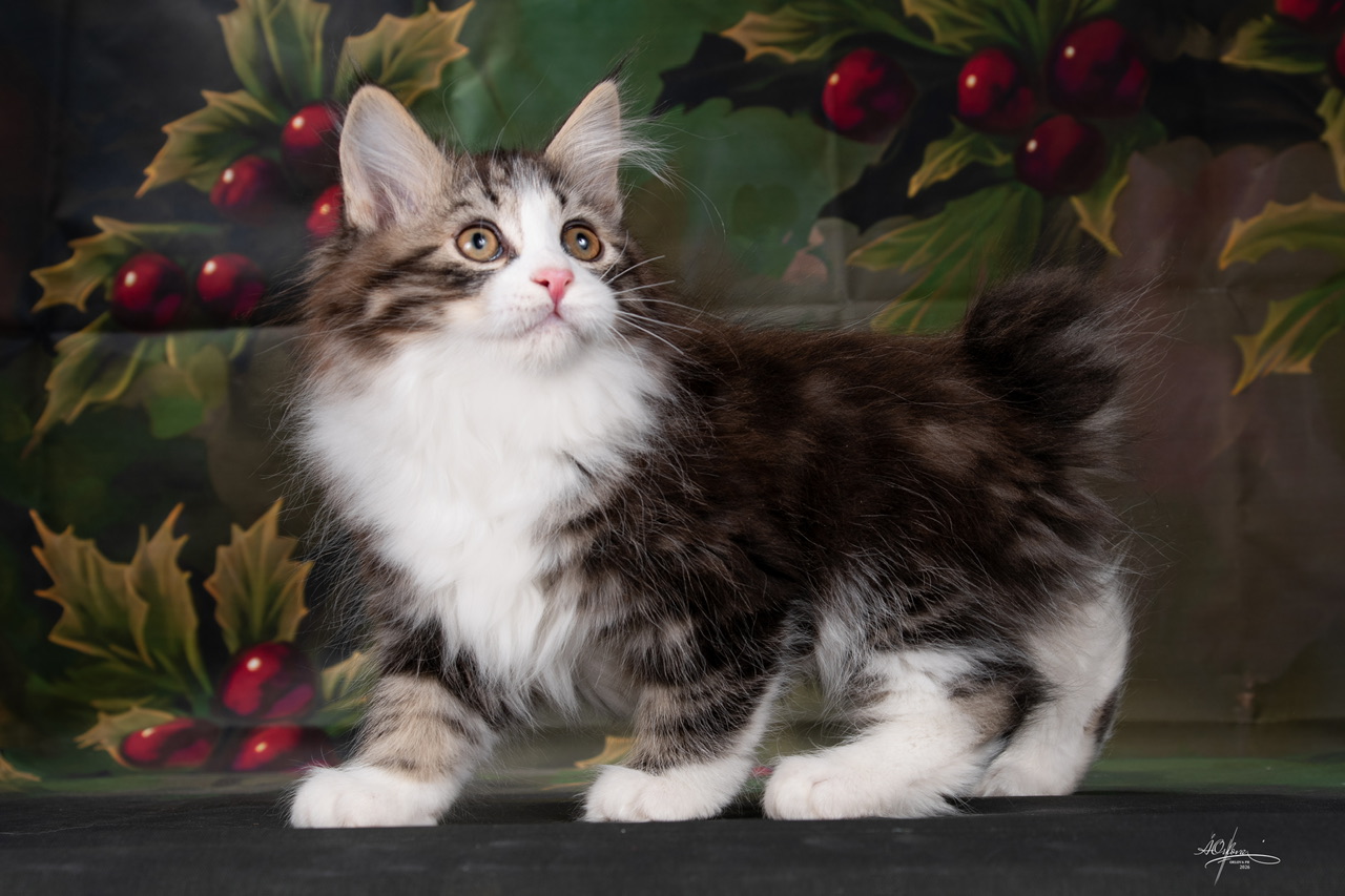 Washington Order of the Phoenix 