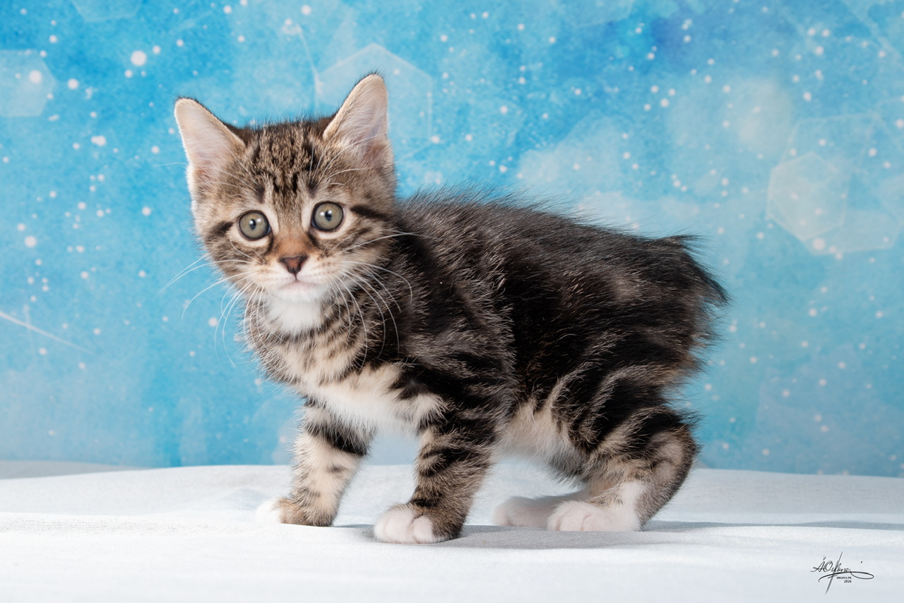 Yamaha Order of the Phoenix 