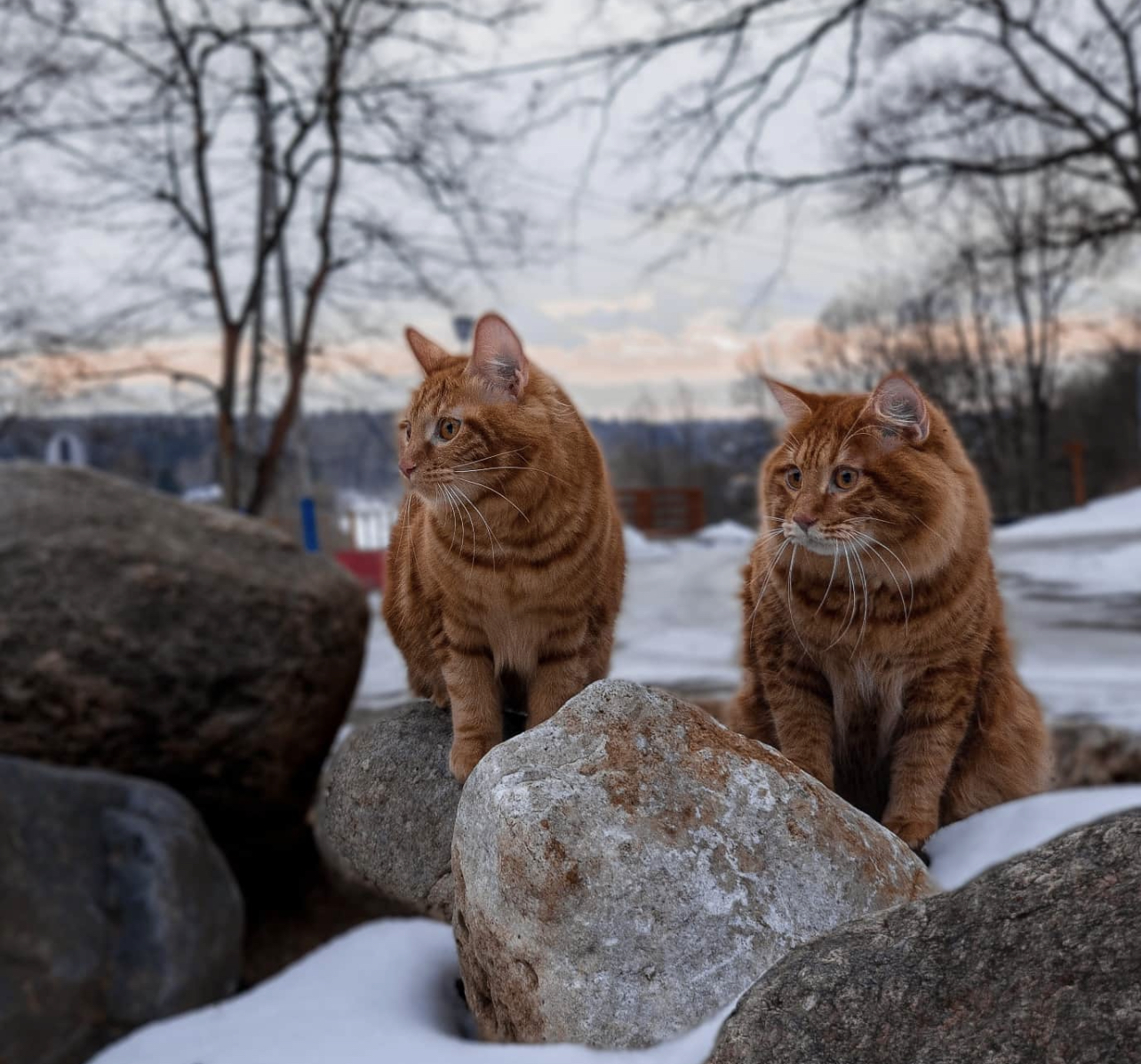 Кот породы курильский бобтейл