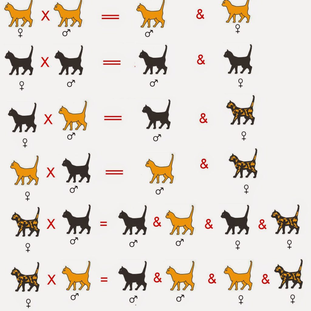 Окрасы кошек